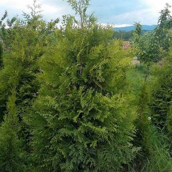 Туя западная ‘Frieslandia’ (Thuja occidentalis ‘Frieslandia’)